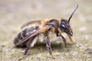 Mining: Chocolate Mining Bee - Female - Norfolk UK