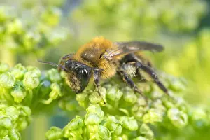 Mining: Chocolate Mining Bee foraging on Angelica flowers