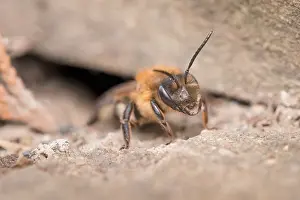 Leaving: Chocolate Mining Bee - leaving nest under garden