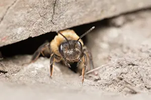 Leaving: Chocolate Mining Bee - leaving nest under garden