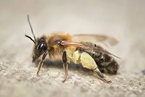 960521: Chocolate Mining Bee - with pollen