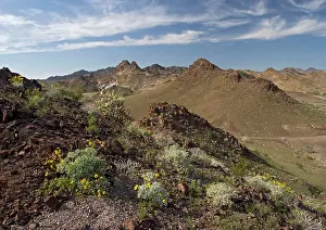 Brittlebush: The Chocolate Mountains - with spring flowers such