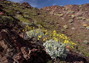 Brittlebush: The Chocolate Mountains - with spring flowers such