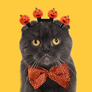 161118: Chocolate Scottish Fold Cat with Halloween pumpkin