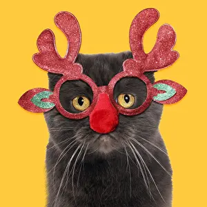 111219: Chocolate Scottish Fold Cat wearing Christmas
