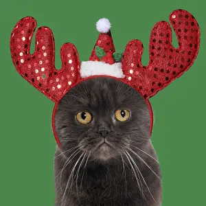 111219: Chocolate Scottish Fold Cat wearing Christmas