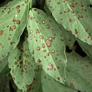 Beans: Chocolate spot on Beans