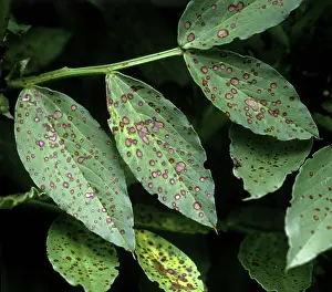 Faba: Chocolate spot on broad bean leaves