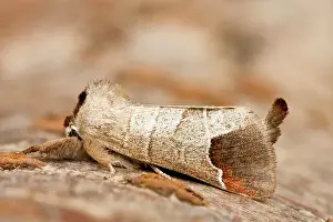 Pigra: Chocolate Tip Moth at rest