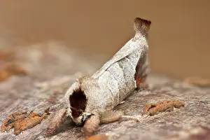 Pigra: Chocolate Tip Moth at rest
