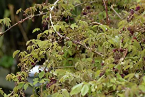 Droplets: Chocolate vine