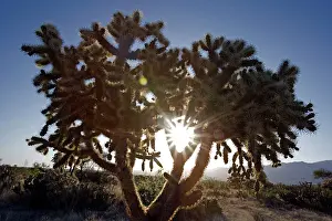Cholla: Cholla Cactus