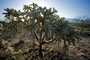 Cholla: Cholla Cactus
