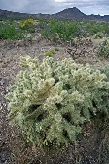Cholla: Cholla Cactus