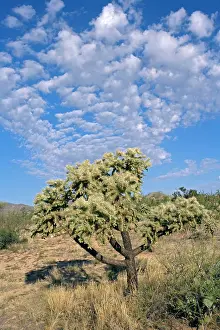 Cholla: Cholla Cactus