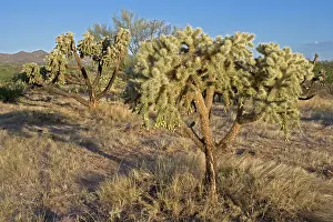 Cholla: Cholla Cactus