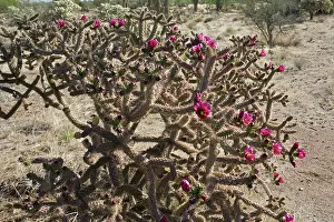 Cholla: Cholla Cactus with blossoms