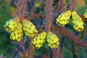 Cholla: Cholla Cactus Fruit
