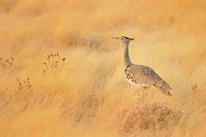Bustard: Choriotis kori Otis kori Ardeotis kori Ardeotis