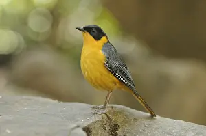 Monks: Chorister Robin-chat (Cossypha dichroa) perched
