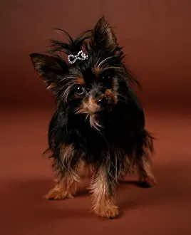 Glamour: Chorkie Dog - crossbreed between Yorkshire Terrier