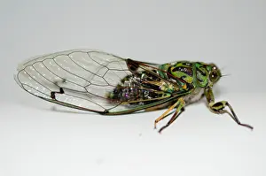 Hexapoda: Chorus Cicada (Amphipsalta zelandica, endemic to