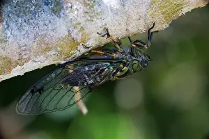 Beneath: Chorus Cicada hanging beneath a branch in bush