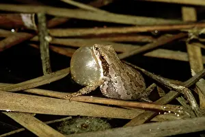 Chorus: Chorus Frog