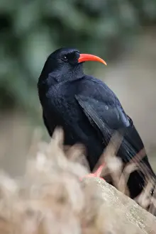 Chough: Chough