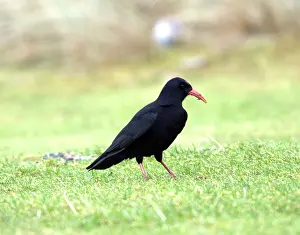 Islay: Chough