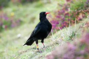 Chough: Chough - Cudden Point