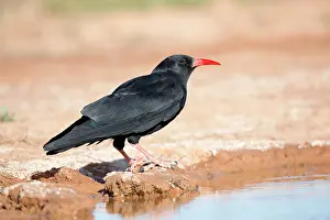Chough: Chough - drinking from pool