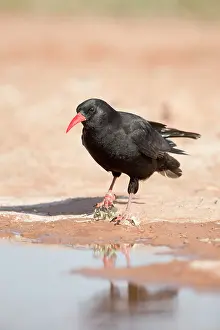 Chough: Chough - drinking from pool