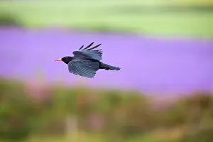 Chough: Chough - in flight