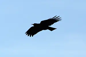 Chough: Chough - in flight