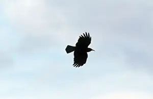 Chough: CHOUGH - in flight