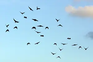 Chough: Chough - flock in flight