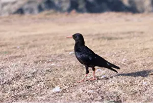 Corvids: CHOUGH - ON GROUND