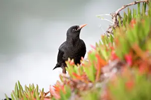 Chough: Chough - amongst hottentot fig