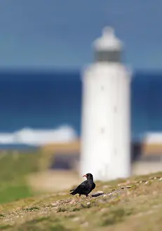 Chough: Chough - no leg rings - winter