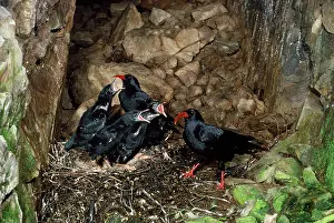 Chough: CHOUGH - at nest with young