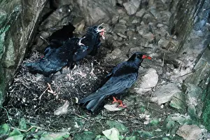 Corvids: CHOUGH - at nest with young