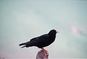 Posts: CHOUGH - perched on post