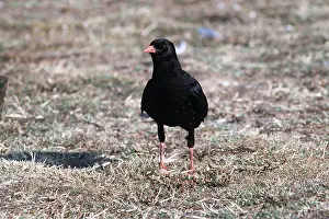 Corvids: CHOUGH - STANDS FACING