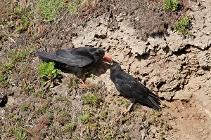 Chough: Choughs - adult feeding young