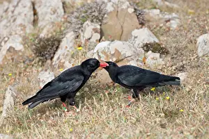 Chough: Choughs - adult feeding young