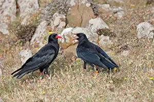 Chough: Choughs - adult and young