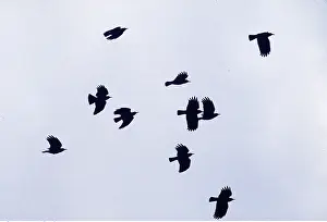 Chough: CHOUGHS - flock in flight