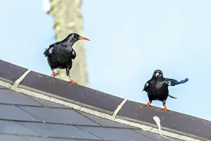 David Chapman: Choughs - on a Roof - Cornwall - UK