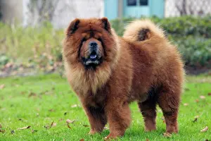 Chows: Chow Chow